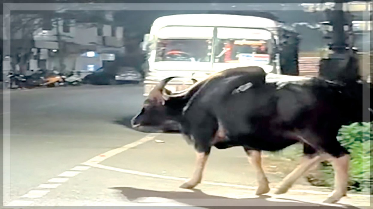 Wild Bison Sparks Panic in Ponda, Highlights Growing Man-Animal Conflict