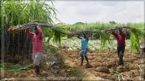 Sugarcane Farmers Urge Goa Government to Fulfill Purchase Promise
