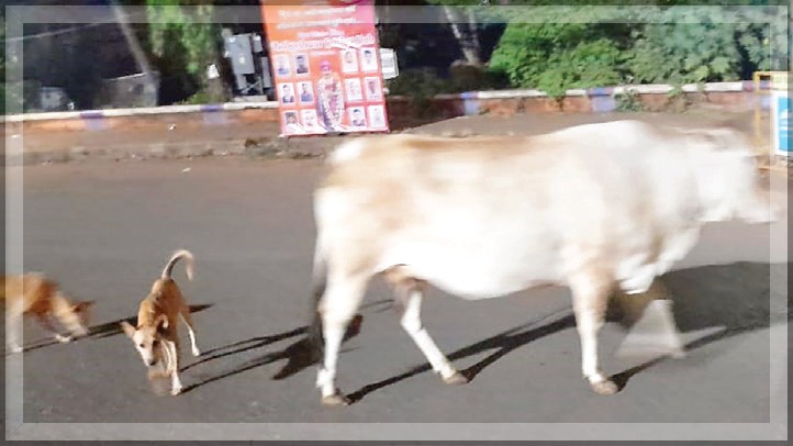 Stray Cattle and Dogs Cause Nighttime Chaos in Mapusa, Authorities Urged to Act