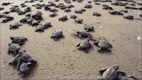 Goa HC Directs Action Against Illegal Constructions at Agonda Beach Turtle Nesting Site