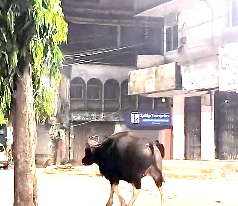 Wild bison runs out of forest space, now roams Ponda streets