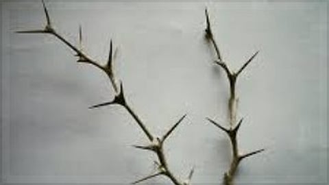 ‘VALUE’ of Thorns!