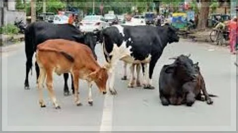 Government to Penalize Dairy Farmers for Stray Cattle on Roads