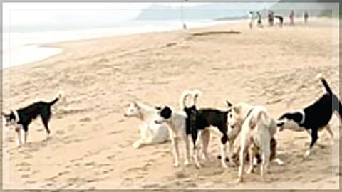 Dogs posing a threat on beaches