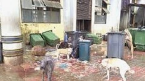 Unhygienic conditions at Mapusa meat market poses risk of food-borne infections
