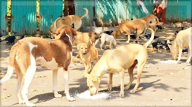 Thivim panchayat launches drive against stray cattle