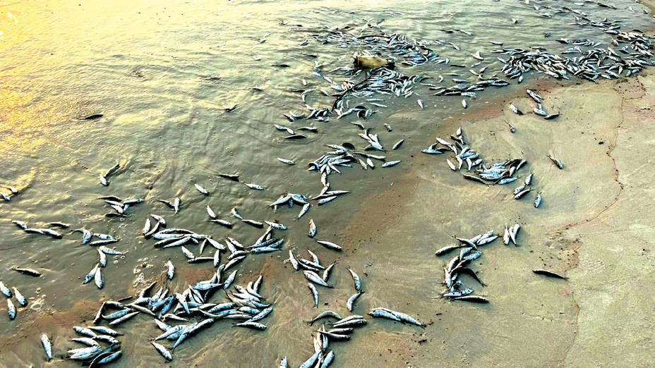 Dead Fish Wash Up on Majorda and Utorda Beaches, Raising Alarm Over Pollution Concerns