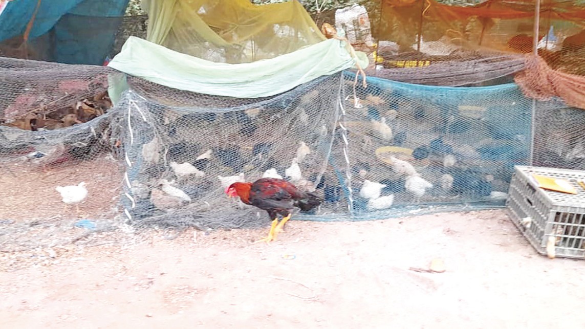 Mapusa Market Vendors Selling Uncertified Birds Raise Concerns Over Avian Influenza
