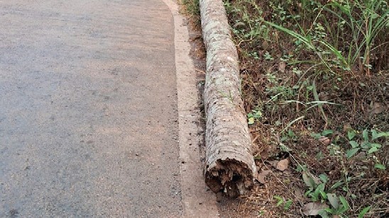 Authorities Act Promptly to Remove Dangerous Dead Coconut Tree in Sangolda