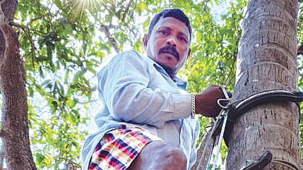 Babani Redkar: The Traditional Coconut Plucker Keeping Aldona’s Farming Heritage Alive