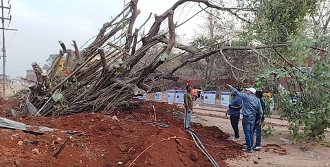 Sacred Banyan Tree Severely Damaged During Controversial Translocation