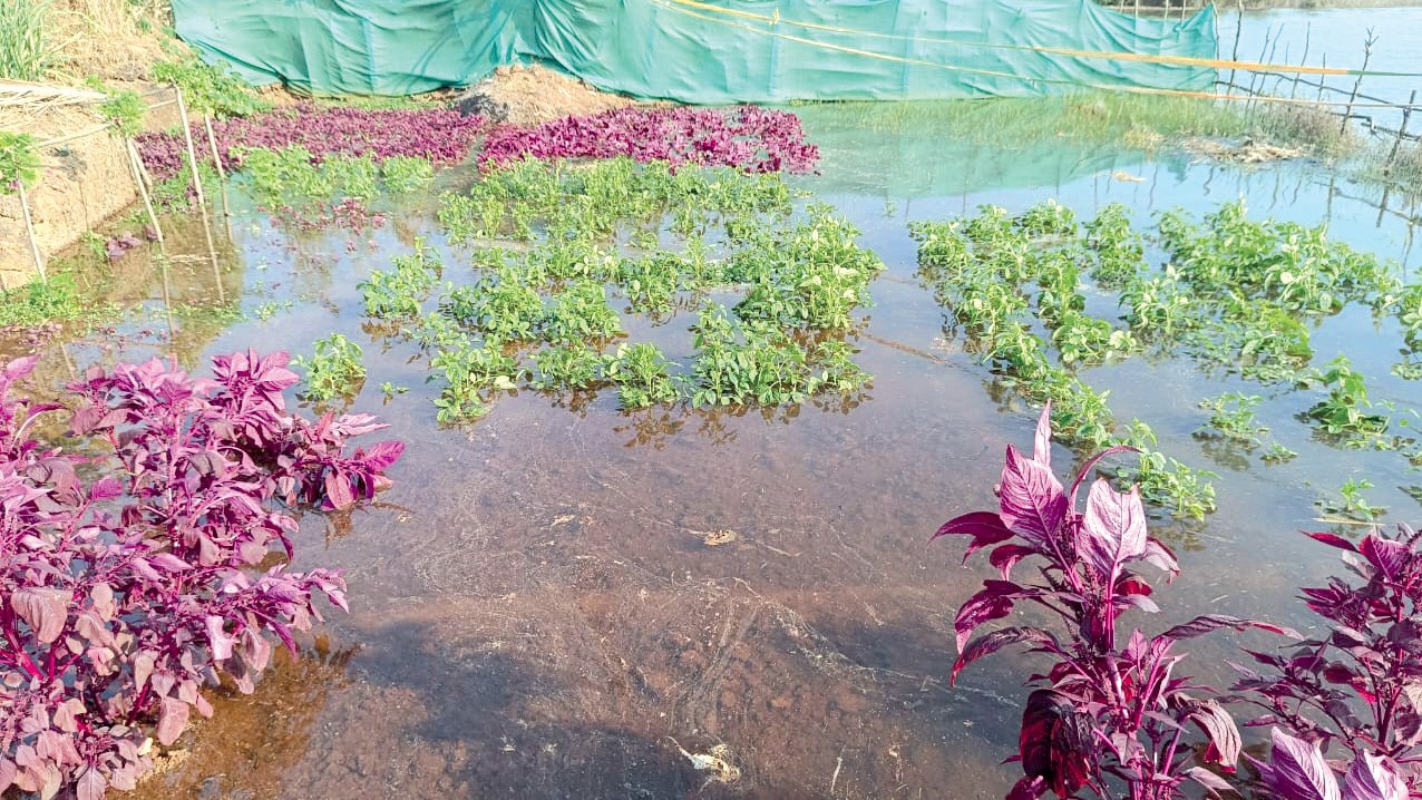 Farmers in Marcaim Struggle as Saline Water Breach Destroys Crops, Call for Urgent Repair of Century-Old Bandharas
