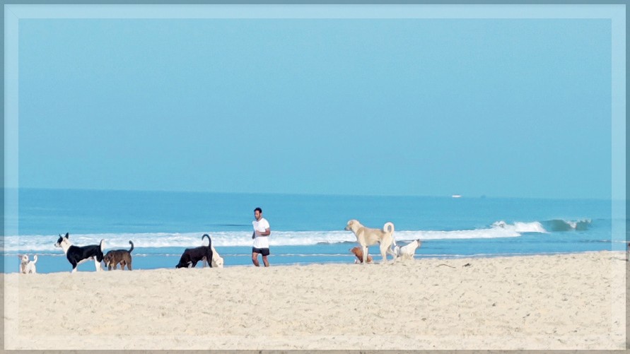 Stray Dog Attacks on Goa Beaches Disrupting Foreign Tourists' Vacations