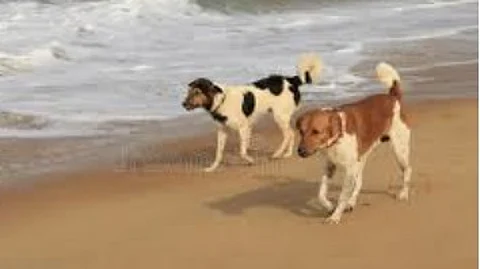 Stray dog woes mount in South Goa; residents demand intervention