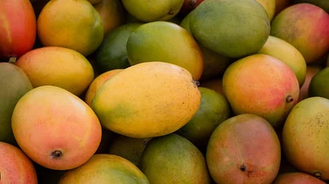 FDA Seizes 60 Crates of Chemically Ripened Raigad Mangoes at Mapusa Yard