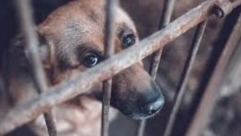 PETA India’s Legal Advisor Conducts Training on Animal Cruelty Laws for DSPCA South Officers