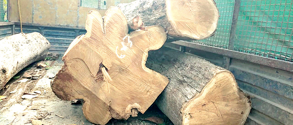 Two arrested for felling, smuggling of teak at Mollem