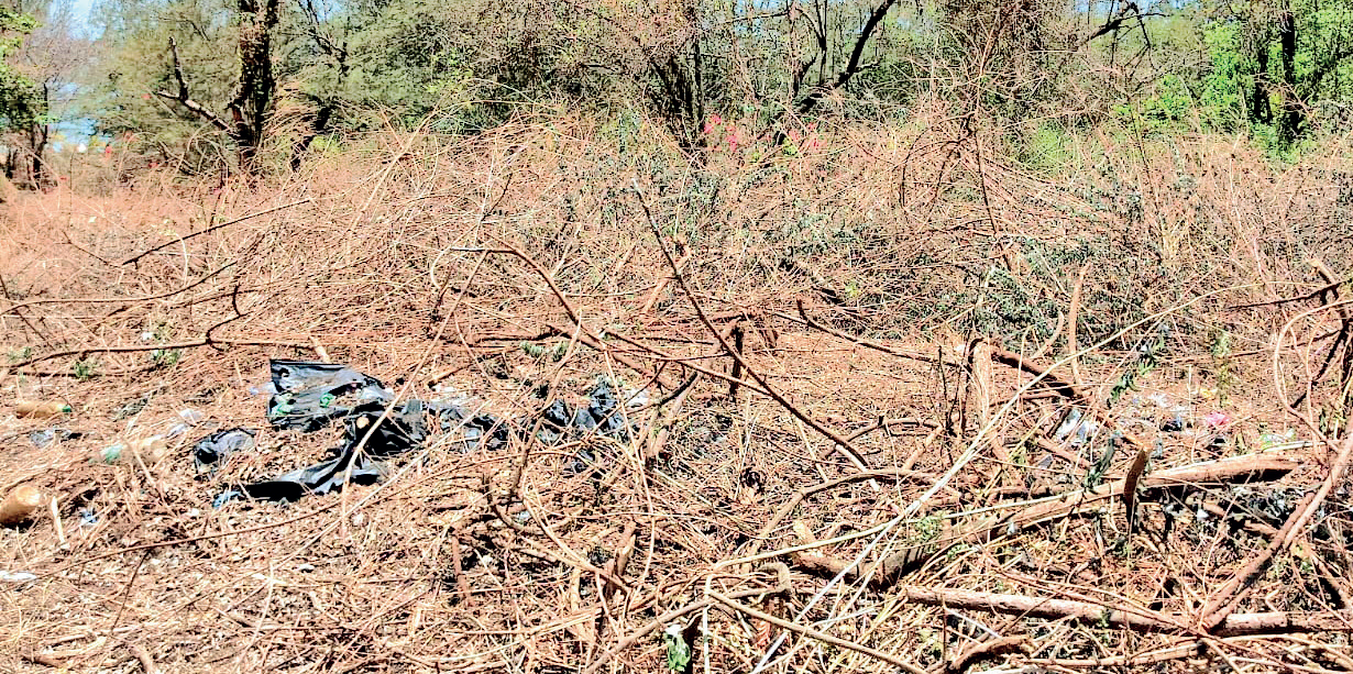 Row over illegal clearing of beach vegetation at Calangute