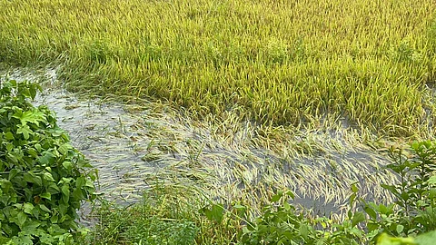 Bansai Farmers Suffer Major Crop Loss as Heavy Rains and Lake Release Flood Paddy Fields in Curchorem