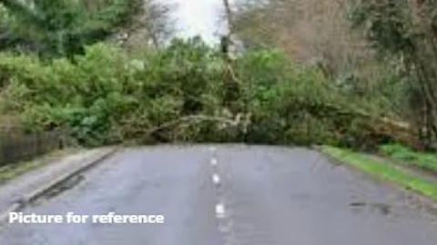 Massive Banyan Tree Falls in Kasarvarne, Blocks Road and Damages Vehicle