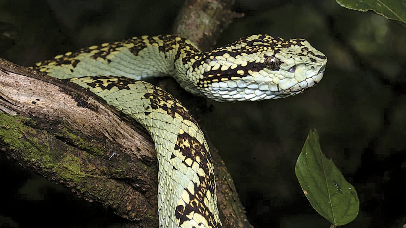 International Day for Biological Diversity 2025: Celebrating Life and Promoting Sustainability