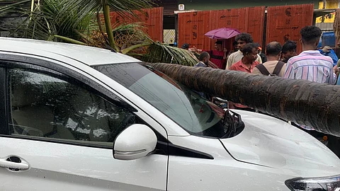 Coconut Tree Falls on Car in Indra Nagar, Chimbel; Vehicle Damaged, No Serious Injuries