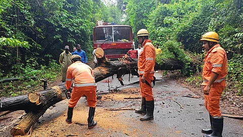Tree Falls on Main Road in Sulcorna, Sanguem; Traffic Restored After Quick Response