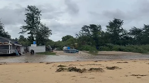 Dead Fish and Water Plants Wash Ashore on Cavelossim-Mobor Beach, Sarpanch Urges Government Action