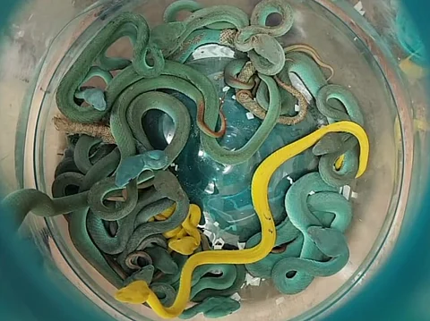 Mumbai customs seize 44 venomous snakes, turtles in major wildlife smuggling bust