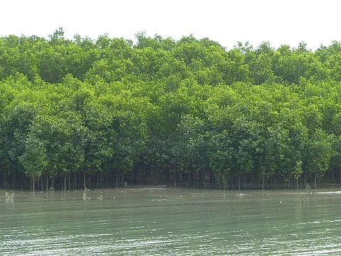 Goa Launches Advanced GIS Assessment to Protect and Expand Mangrove Cover