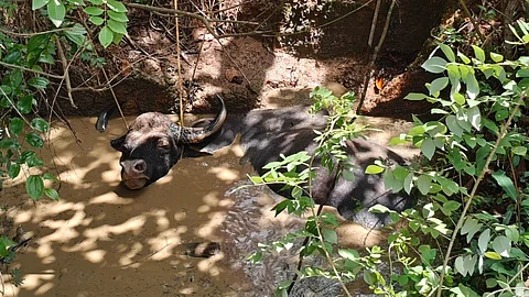 Wild Bison Falls Into Well in Dabal; Rescue Operation Underway