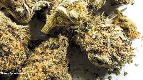 Panjim Police Seize ₹1 Lakh Worth Ganja in Campal Drug Bust