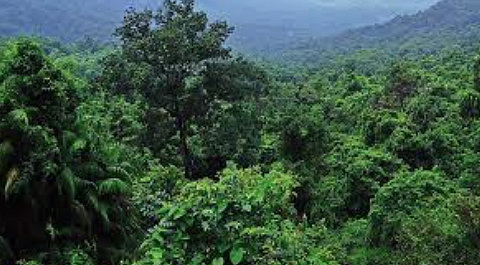 Goa Loses 22.75% Tree Cover in 12 Years, Reveals EnviStats 2025