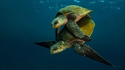 Olive Ridley Numbers Fall Sharply at Mahiri Beach; Activists Blame Parties, Police Inaction
