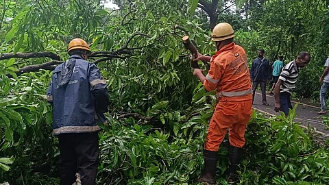 Mango Tree Falls on Road in Sanguem, Curchorem Fire Brigade Clears Route