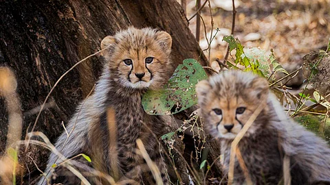 Project Cheetah Under Fire—But Govt Experts Call It ‘Politically Charged’