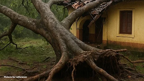 Peepal Tree Uprooted in Heavy Rains Damages House in Goa; No Injuries Reported