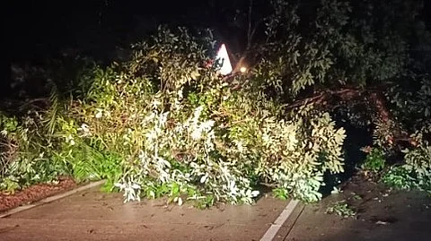 Tree Falls on Anmod-Goa Road Amid Heavy Rainfall, Causing Traffic Disruption