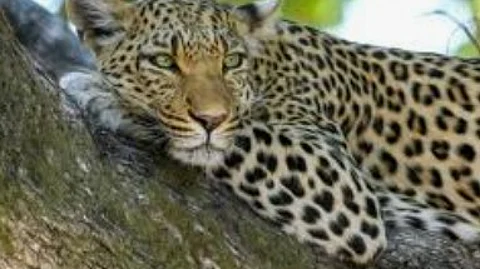 Leopard Enters Courtyard in Dhavalim, Triggers Panic Among Residents