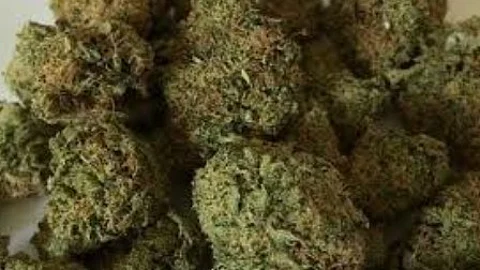 Ganja Arrests Near Schools Spark Outcry Over Expanding Drug Menace in Goa