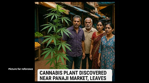 Cannabis Plant Discovered Near Panaji Market, Leaves Locals Stunned