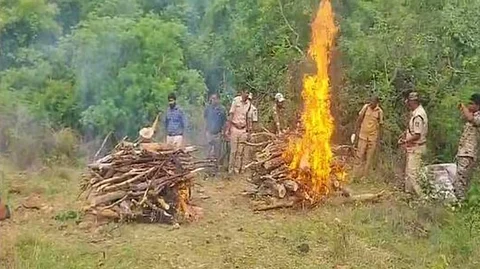Six Detained After Poisoning Kills Tigress and Four Cubs in Karnataka’s Male Mahadeshwara Hills
