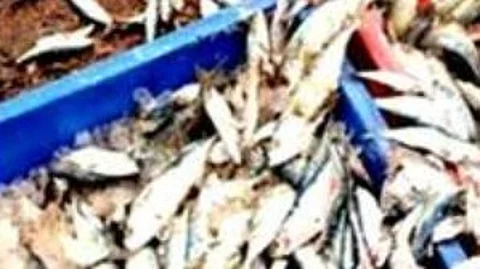 Formalin Checks at Fatorda Fish Market Reduced to Mere Formality, Say Vendors
