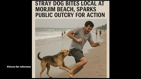Stray Dog Bites Local at Morjim Beach, Sparks Public Outcry for Action