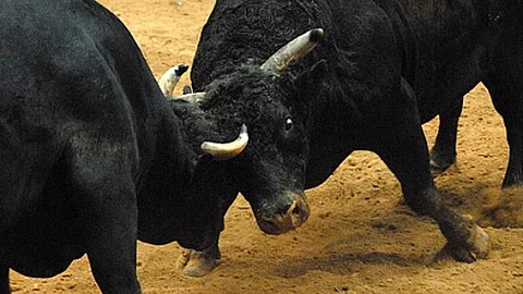 Two Arrested for Organising Illegal Bullfight in Curtorim; Released on Bail