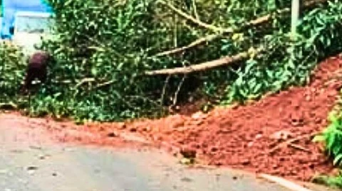Landslide and Treefall Reported Near Kashimutt-Bandora; NH Authorities Begin Debris Clearance