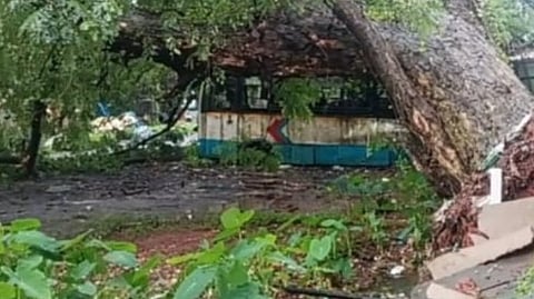 Massive Tree Falls on Scrap Buses at Margao KTC Depot; Four Buses Damaged