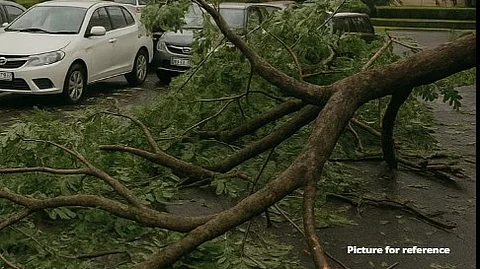 Tree Branches Fall Inside Goa Assembly Premises; No Injuries Reported