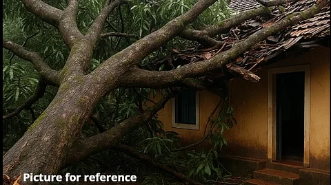 Mango Tree Collapses on House in Thivim After Heavy Rainfall
