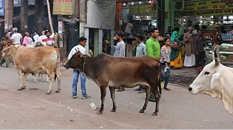 Shetye Demands Strict Action Against Stray Cattle Threatening Road Safety